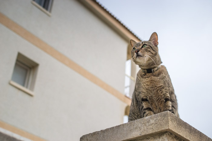 fotografia uroczego brązowego kota tabby siedzącego na ścianie