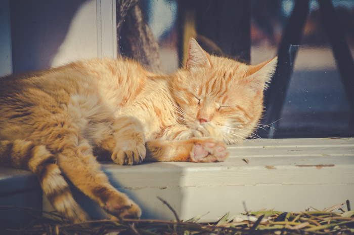 眠いオレンジ色の猫の写真撮影