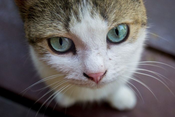 Aufnahme des Gesichts und der Augen einer niedlichen Katze aus der Nähe