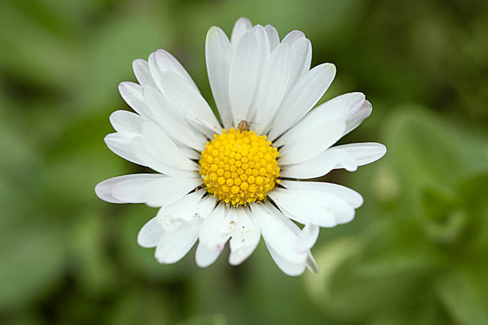 makrofotografering af en hvid blomst