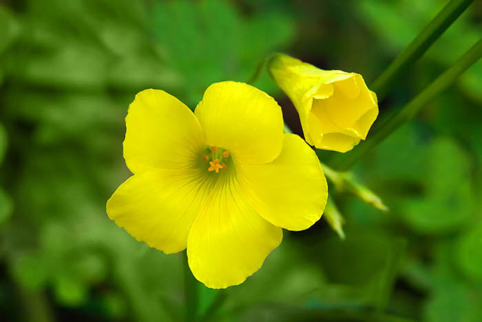 Makro-Blumenfotografie einer gelben Blume