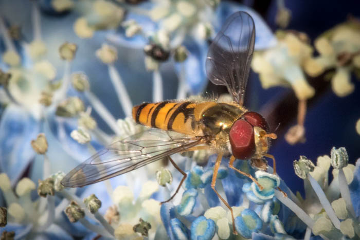  Une photo en gros plan d'une abeille sur une fleur 