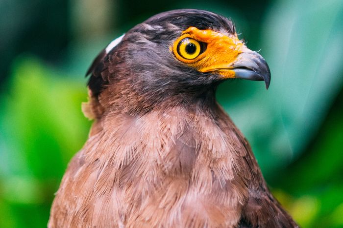 close-upfoto van een vogel