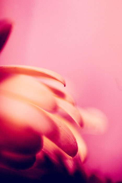 uma foto abstrata rosa borrada de uma flor