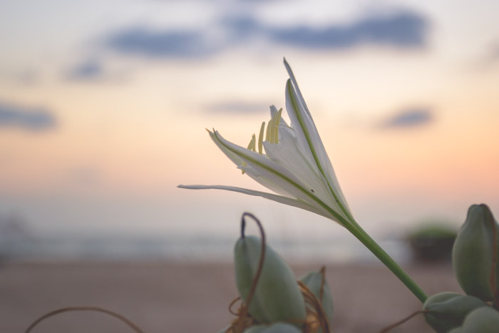 fleurs sur la plage