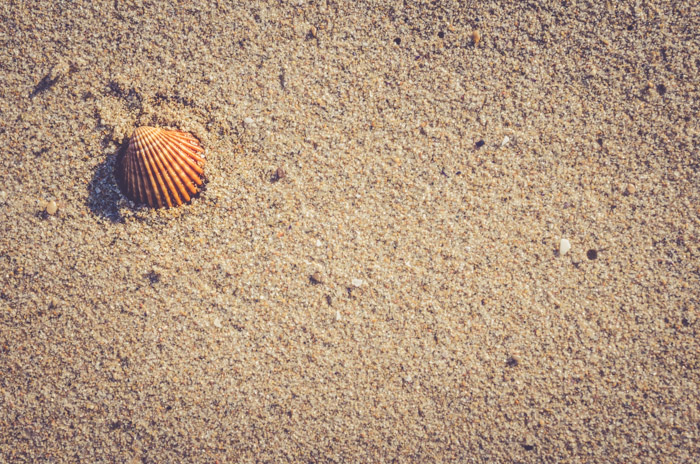 et nærbilde strandbilde av et skjell på sand