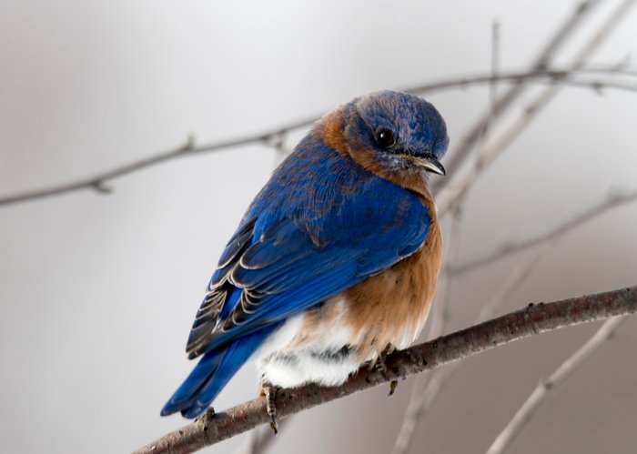 Fotografia naturalistica di un uccello blu su un ramo