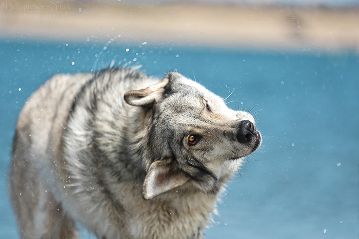 Fotografia fofa de um lobo como um cachorro ao ar livre