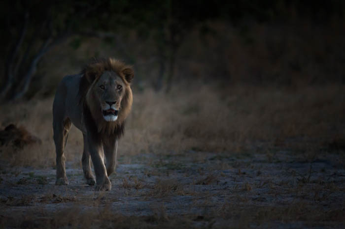 Fotografia in chiave bassa di un leone maschio che cammina nel paesaggio verso la macchina fotografica