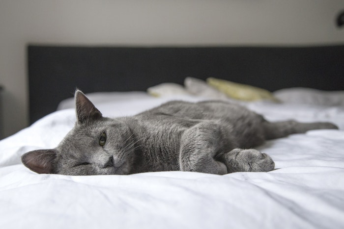 Gatto grigio sdraiato su un letto 