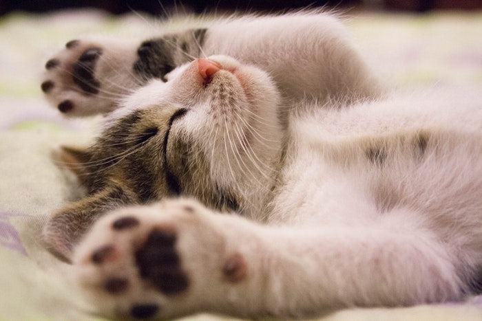 Un chaton mignon qui dort avec les pattes en l'air