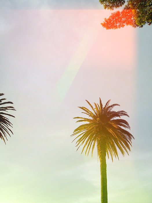 Foto de estilo de fotografia de filme de uma palmeira com vazamentos de luz