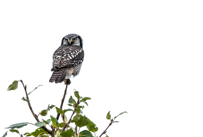 High key photography of an owl on a tree top