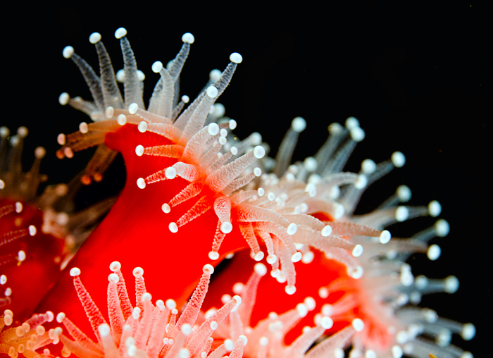 A close up of a sea anemone 