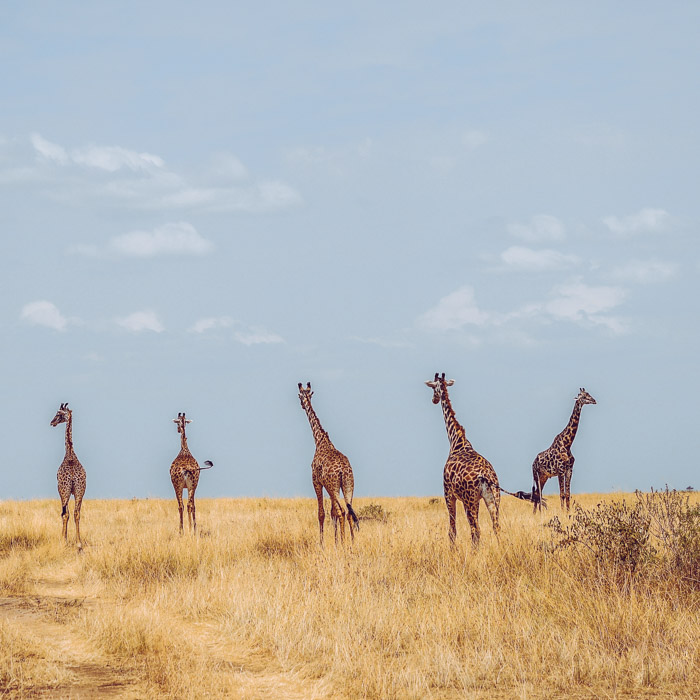 Cinque giraffe che camminano