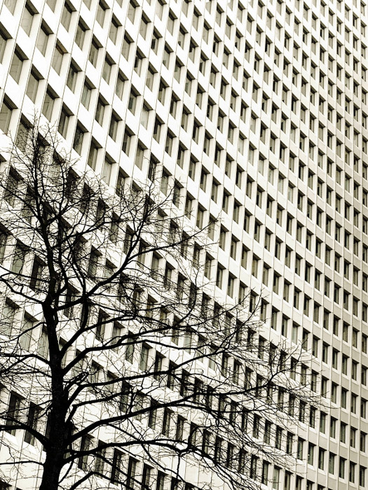 Foto de un edificio con varias ventanas con líneas muy claras y rectángulos perfectamente repetidos yuxtapuestos con las curvas accidentadas del árbol