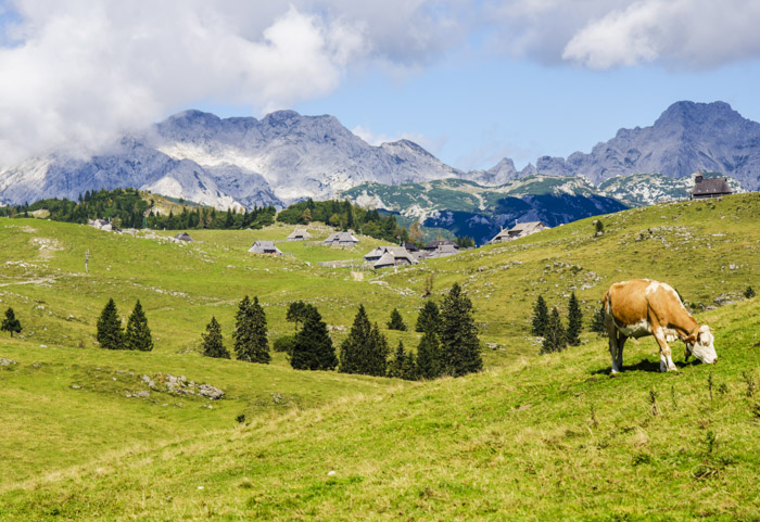 krajinná fotografie krávy pasoucí se v zelených polích s horským pozadím za jasného dne. Jak používat měřič světla.
