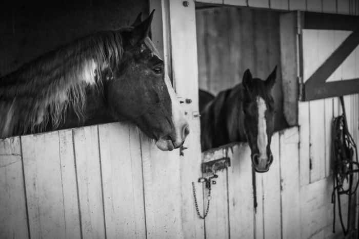 Black and white portrait of two horses looking out at each other from stable doors 