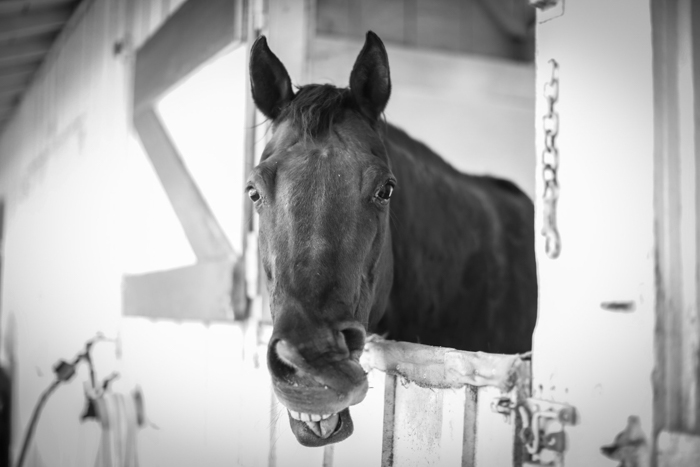 Black and white portrait of a horse looking out from stable door 