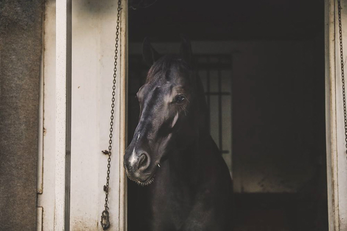 A horse photography portrait of a horse looking out from stable door 