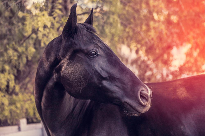 Majestic equine photography portrait of a black horse looking over his shoulder 