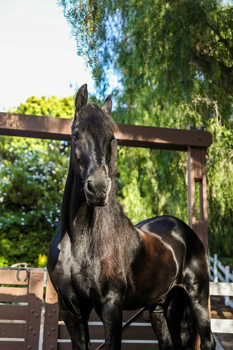 Majestic portrait of a shining dark horse facing the camera 