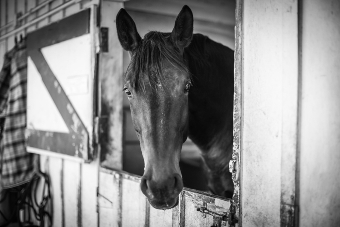 Black and white horse photography portrait of a horse looking out from stable door