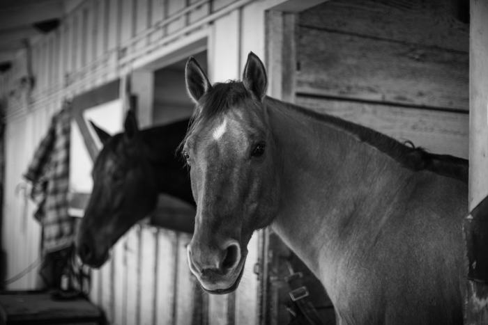 Black and white horse photography portrait of a horse looking out from stable door