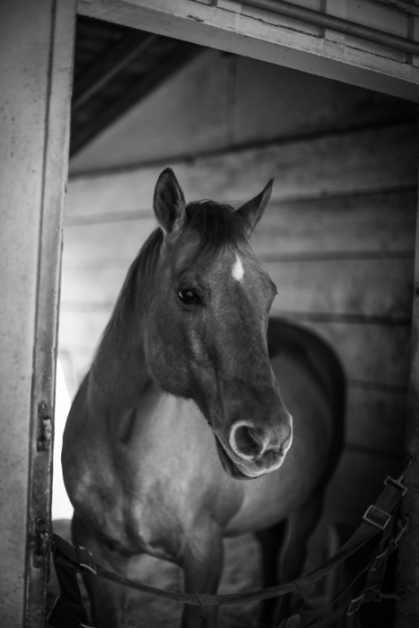 Black and white horse photography portrait of a horse looking out from stable door 