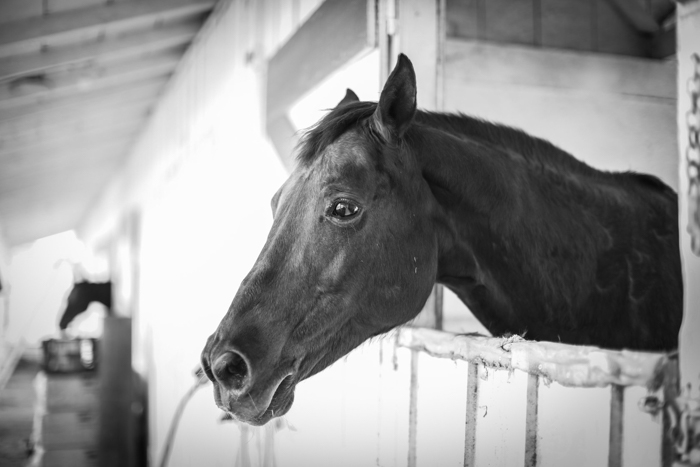 Black and white horse portrait of a horse looking out from stable door 