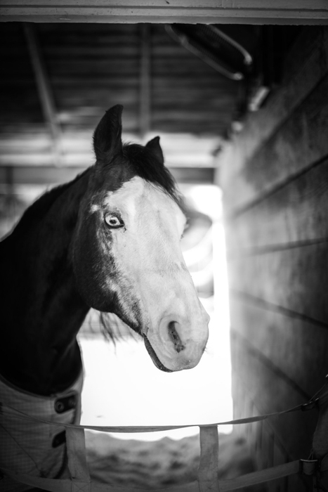 Atmospheric black and white portrait of a white faced horse looking toward the camera