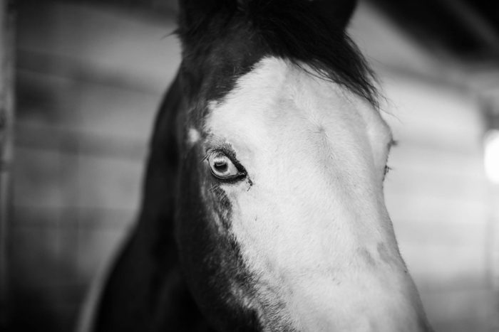 Close up black and white of a white faced horse looking toward the camera