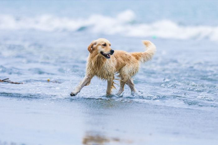 What's In a Pet Photographer's Bag? | Pet Photography Equipment