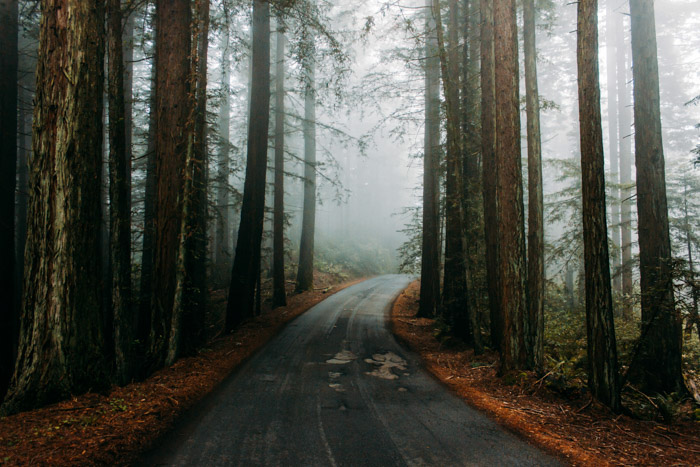 Uma estrada sombria e atmosférica através de uma floresta.