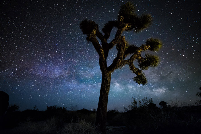 Foto de uma árvore com o céu estrelado acima