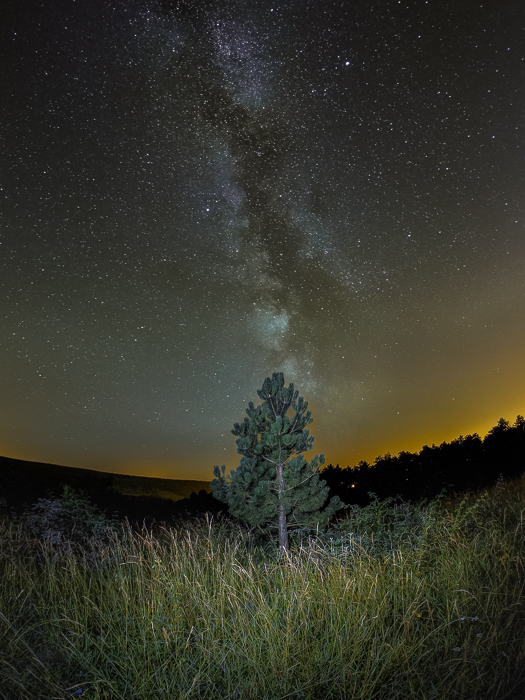Outra fotografia mundana do céu noturno de uma árvore no centro de uma paisagem gramada, céu estrelado e trilhas de estrelas acima