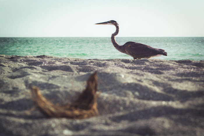 Una foto de ángulo bajo de un pájaro en la orilla del mar con el océano de fondo