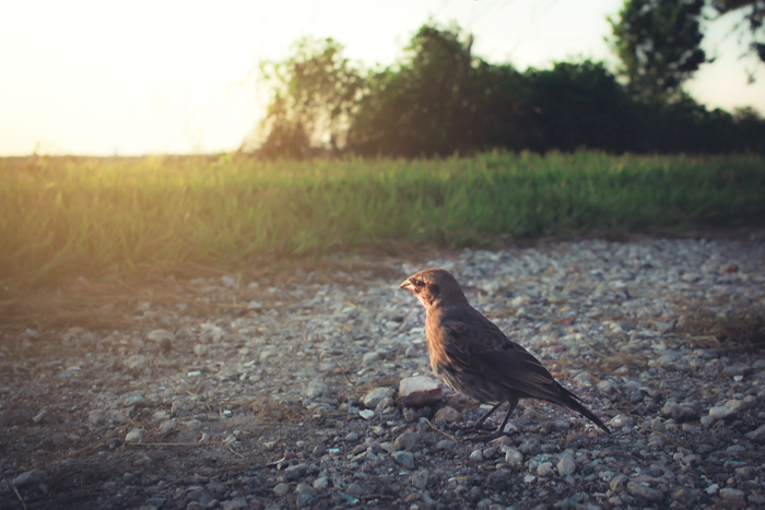 Eine Naturaufnahme aus niedrigem Winkel von einem kleinen Vogel, der auf Kies steht