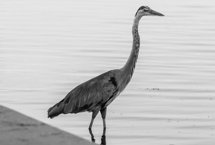 Een zwart-witportret van een kraanvogel bij een meer