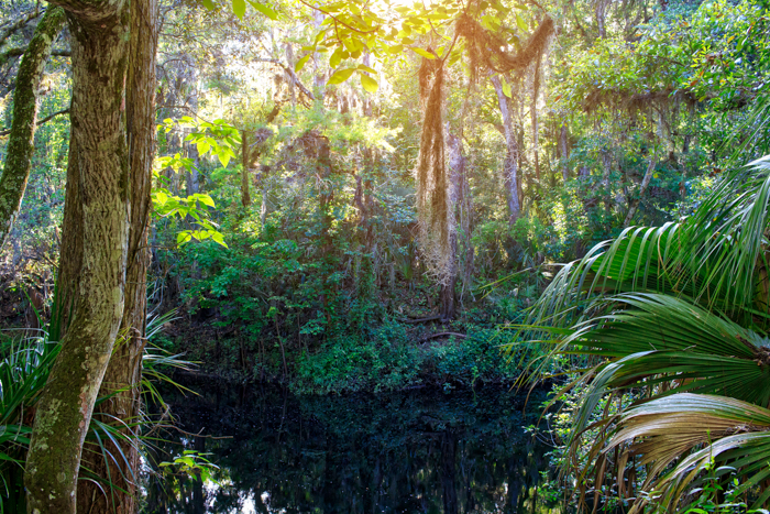 Luziosa foto di paesaggio di un fiume che scorre una foresta verde