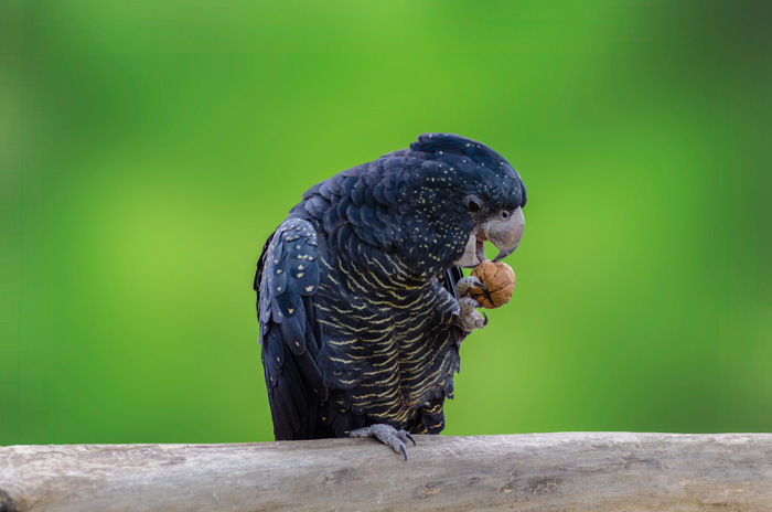 Portret de aproape al unei păsări tropicale care mănâncă o nucă