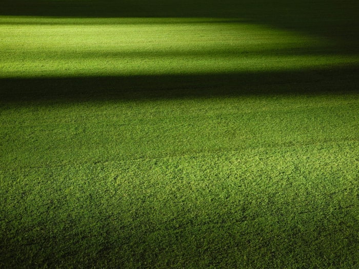 影のようなボケ効果の背景を持つ草の写真