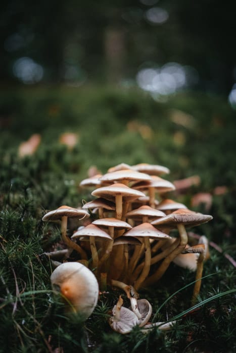 Macro photo de champignons sur l'herbe avec un bon fond de photographie bokeh