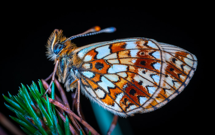 Een close-up shot van een bruine vlinder zat op bladeren