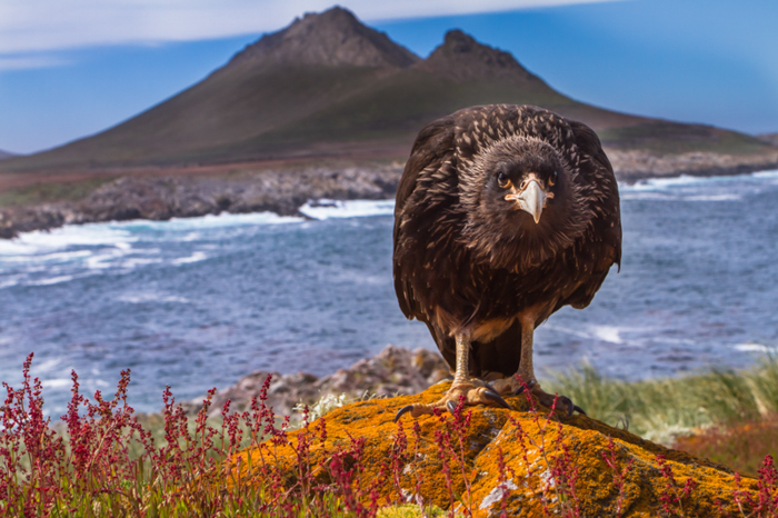 Grande pássaro caracara de frente para a câmera em uma colina laranja com uma montanha e um mar azul atrás dela