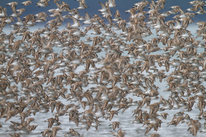 Foto de um bando de pássaros marrons voando sobre a água