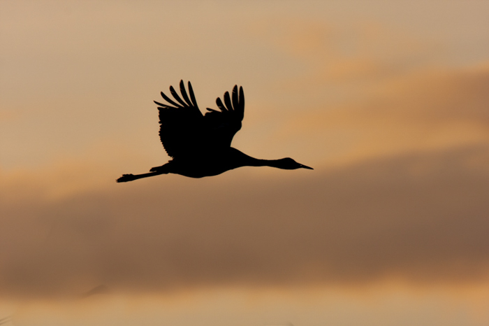 silhueta de um grande pássaro alado em voo contra um céu laranja ao pôr do sol