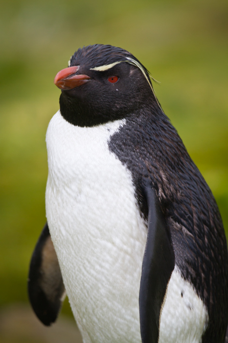 Retrato de um pinguim Rockhopper contra um fundo verde desfocado