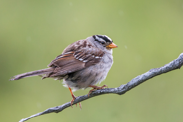 Pequeno pássaro pardal redondo em pé em um galho cinza em um fundo de campo verde