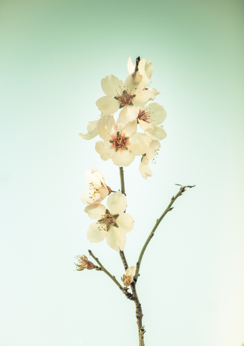 Serene foto van een witte bloem als voorbeeld van laagcontrastafbeeldingen